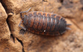 Porcellio Scaber "Lava"